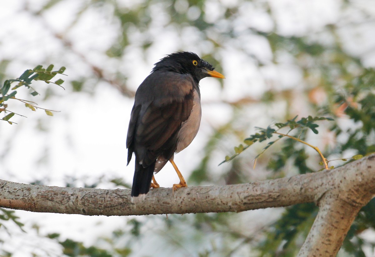 Jungle Myna - ML34692371