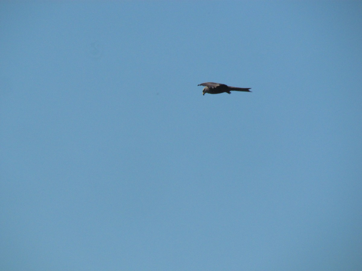 Black Kite - ML346924291