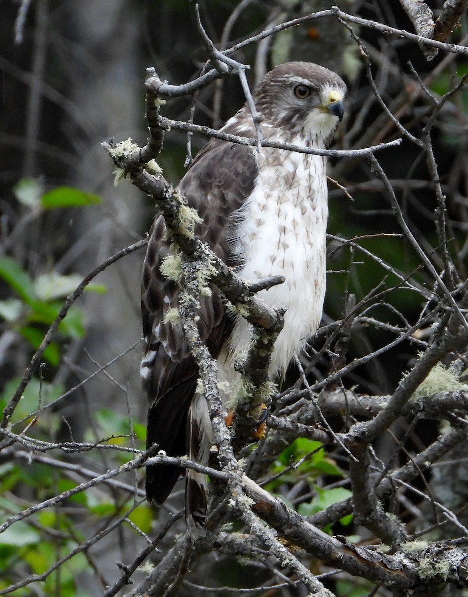 Broad-winged Hawk - ML346926641