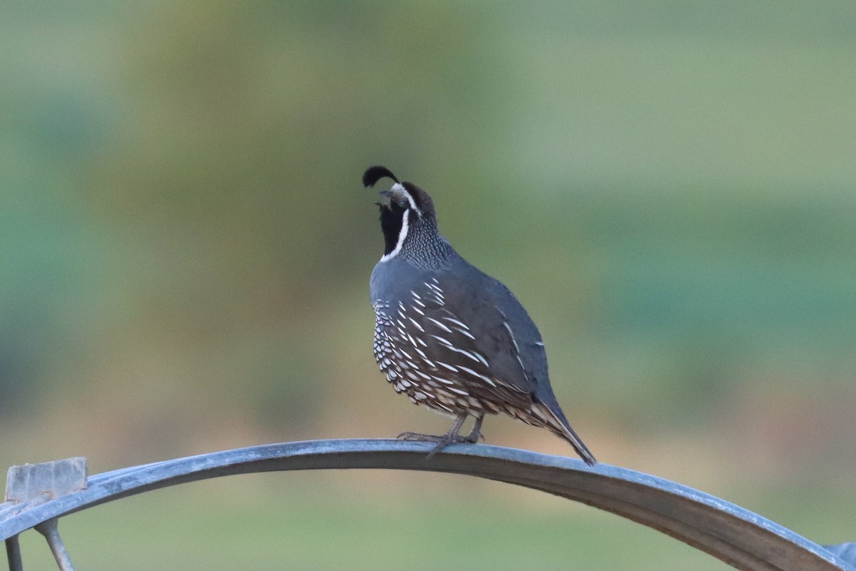 California Quail - ML346927721