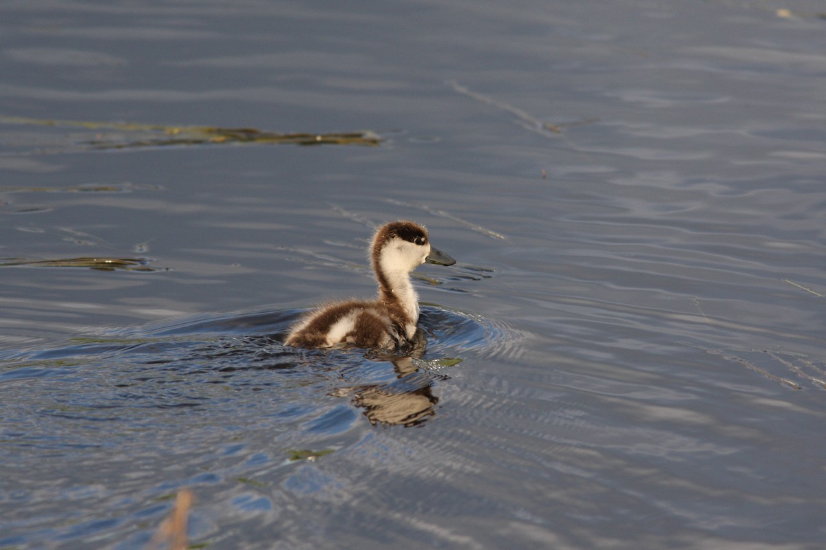 Australian Shelduck - ML34692861