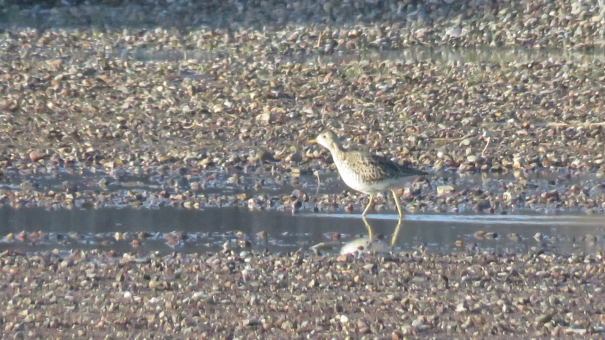 Upland Sandpiper - ML346933181