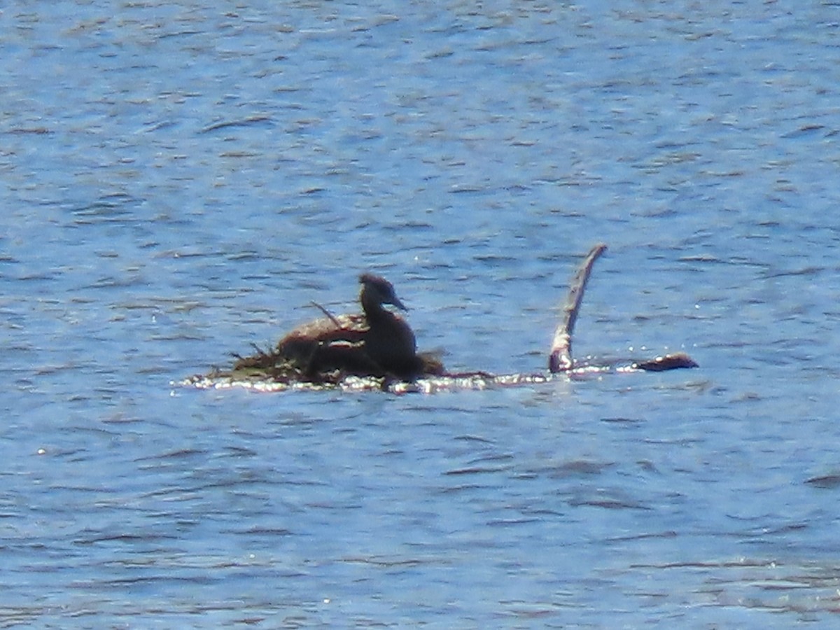 Red-necked Grebe - ML346934291