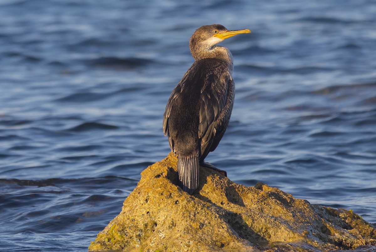 European Shag - Julio Jesús Añel Perez