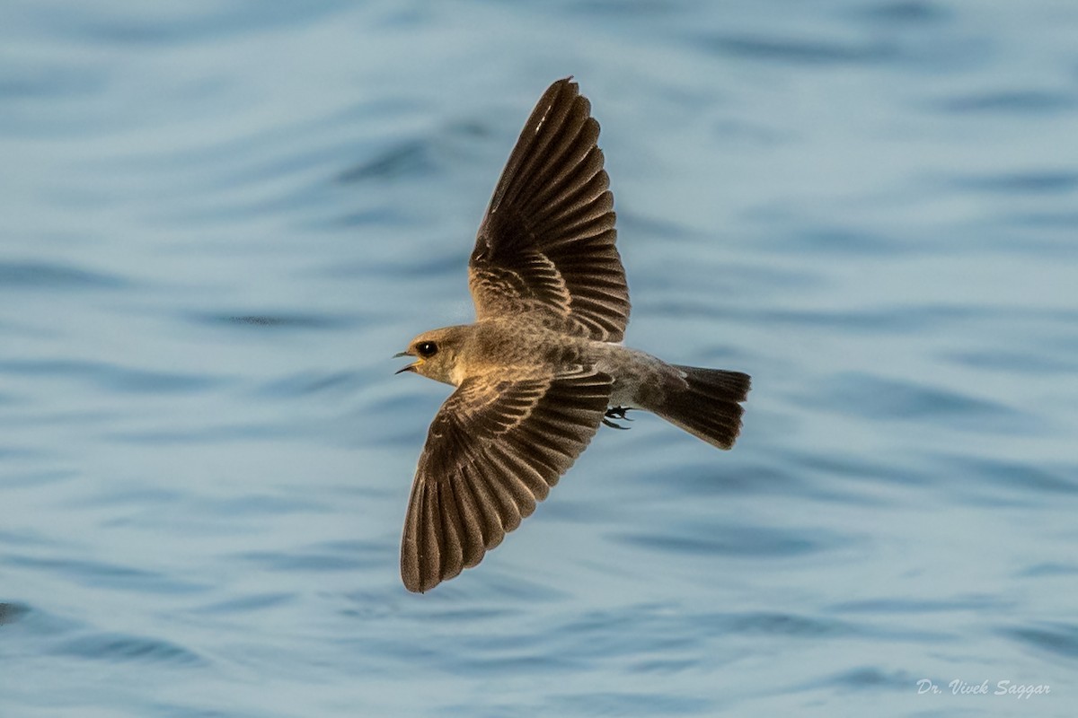 Pale Martin - ML346934951