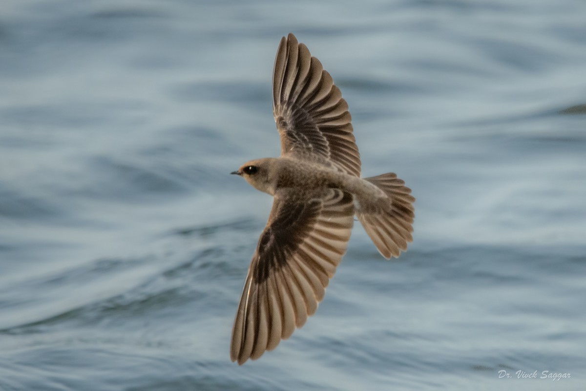 Pale Martin - ML346934981