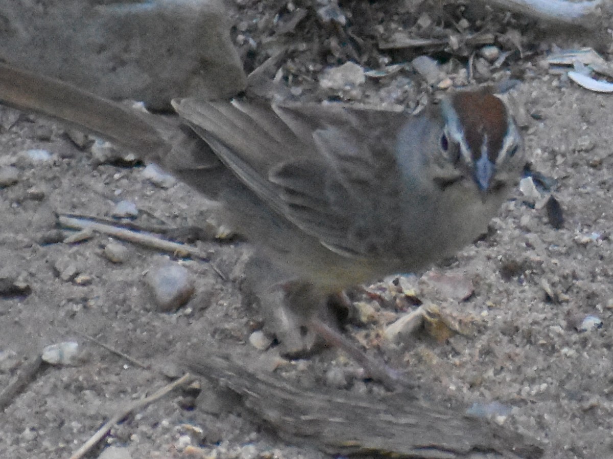 Rufous-crowned Sparrow - ML346935131