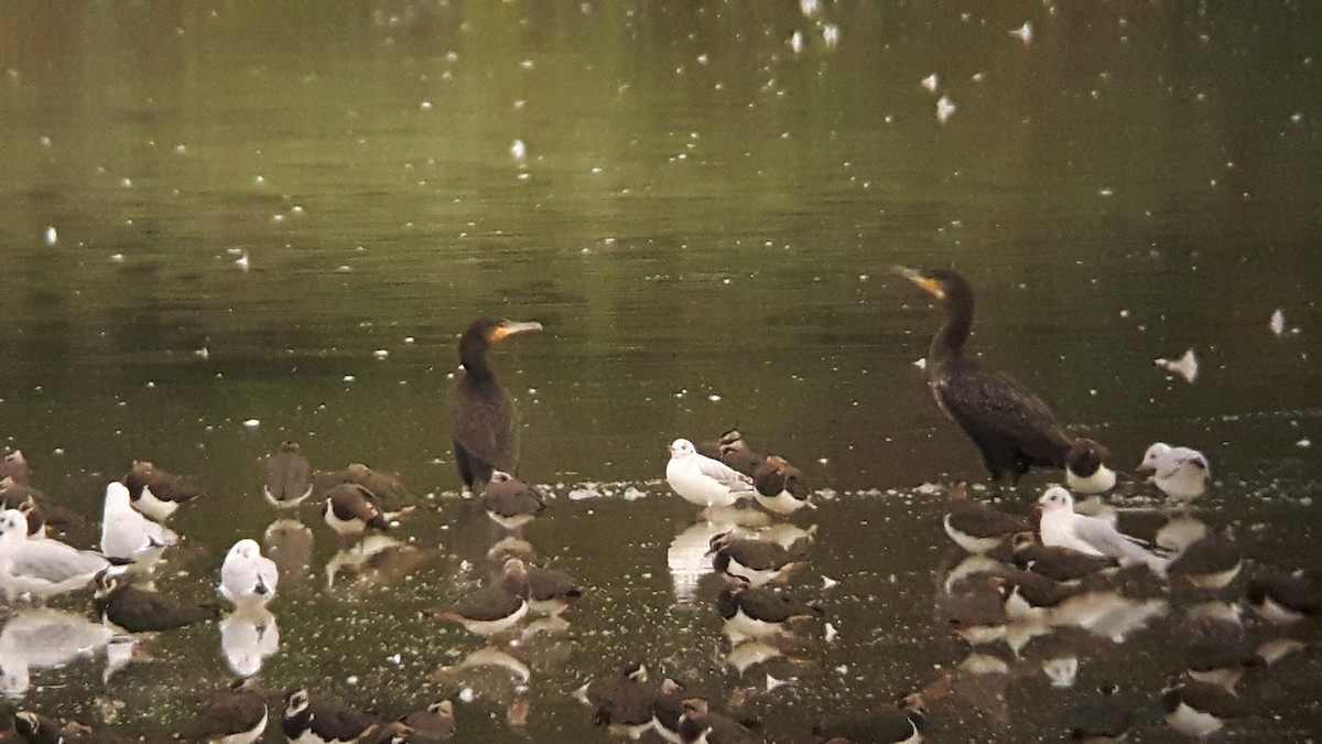 Great Cormorant - ML34693531