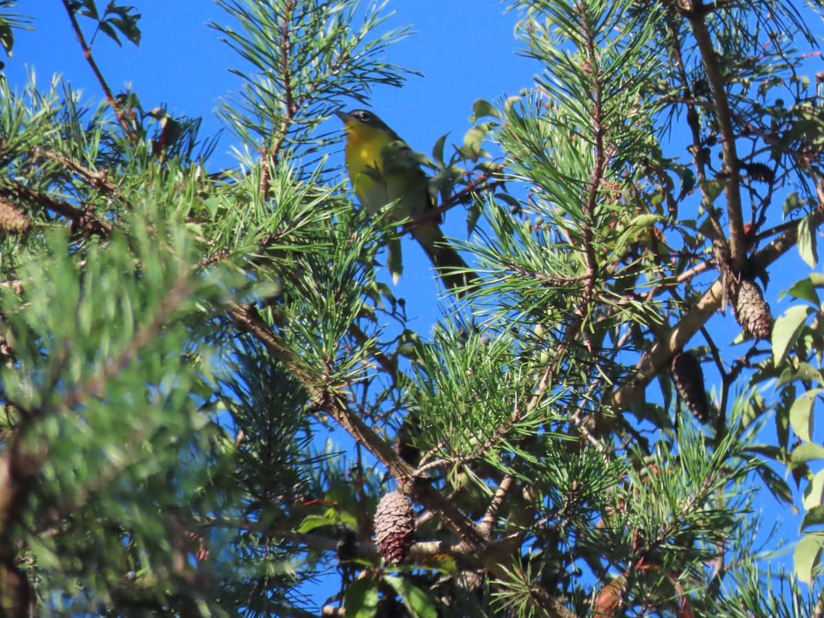 Yellow-breasted Chat - ML346936011