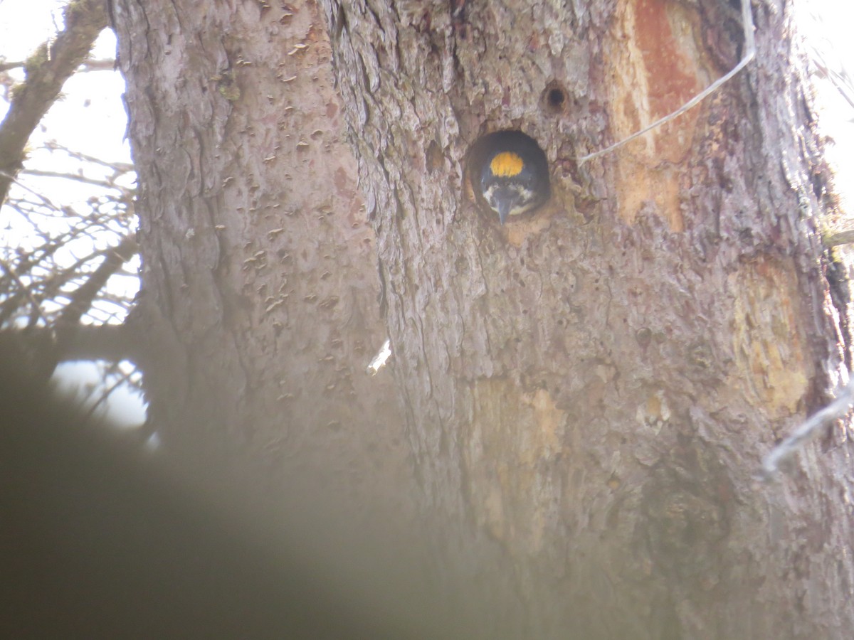 Black-backed Woodpecker - tom cosburn