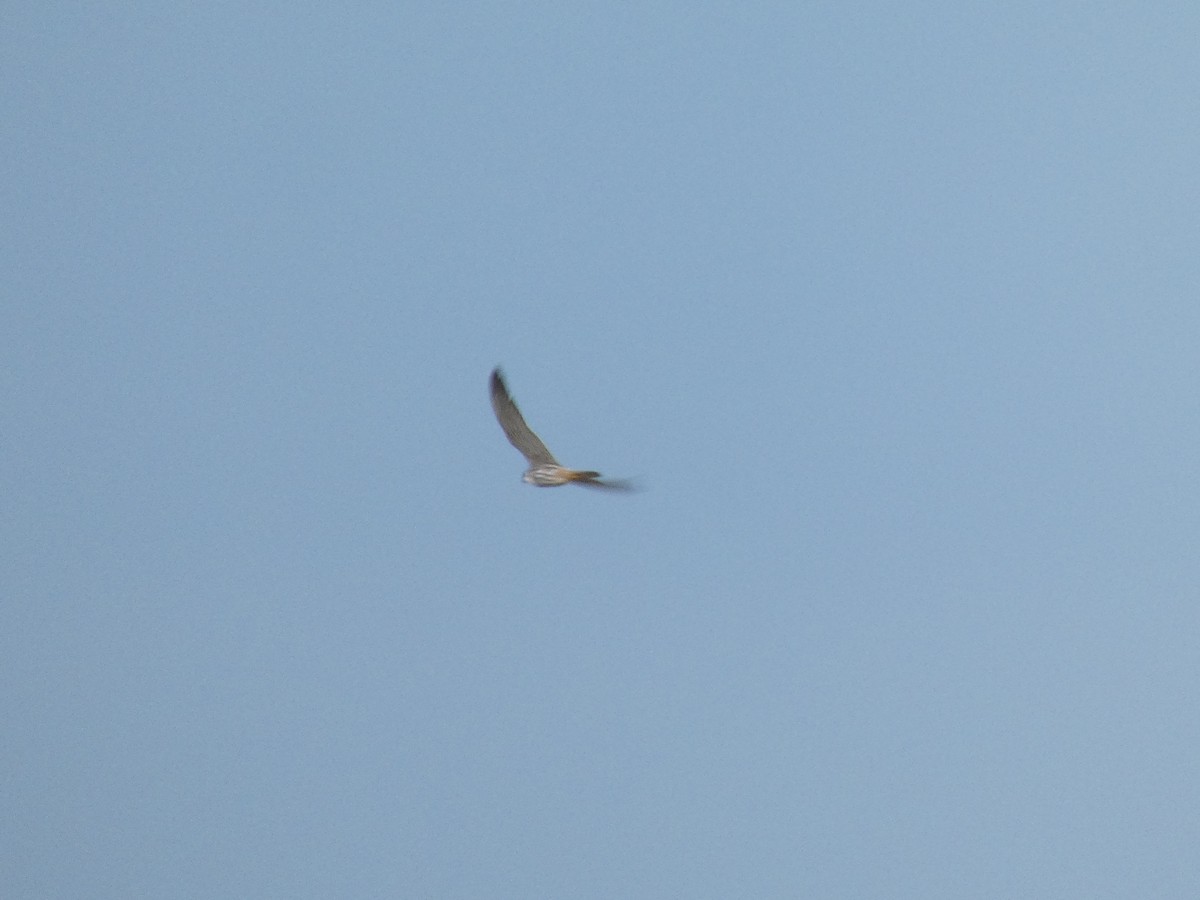 Eurasian Hobby - ML346937641