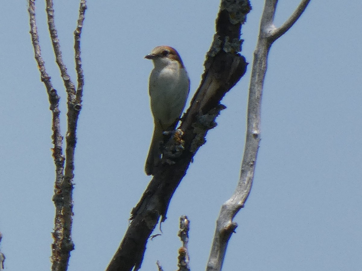 Woodchat Shrike - ML346937661