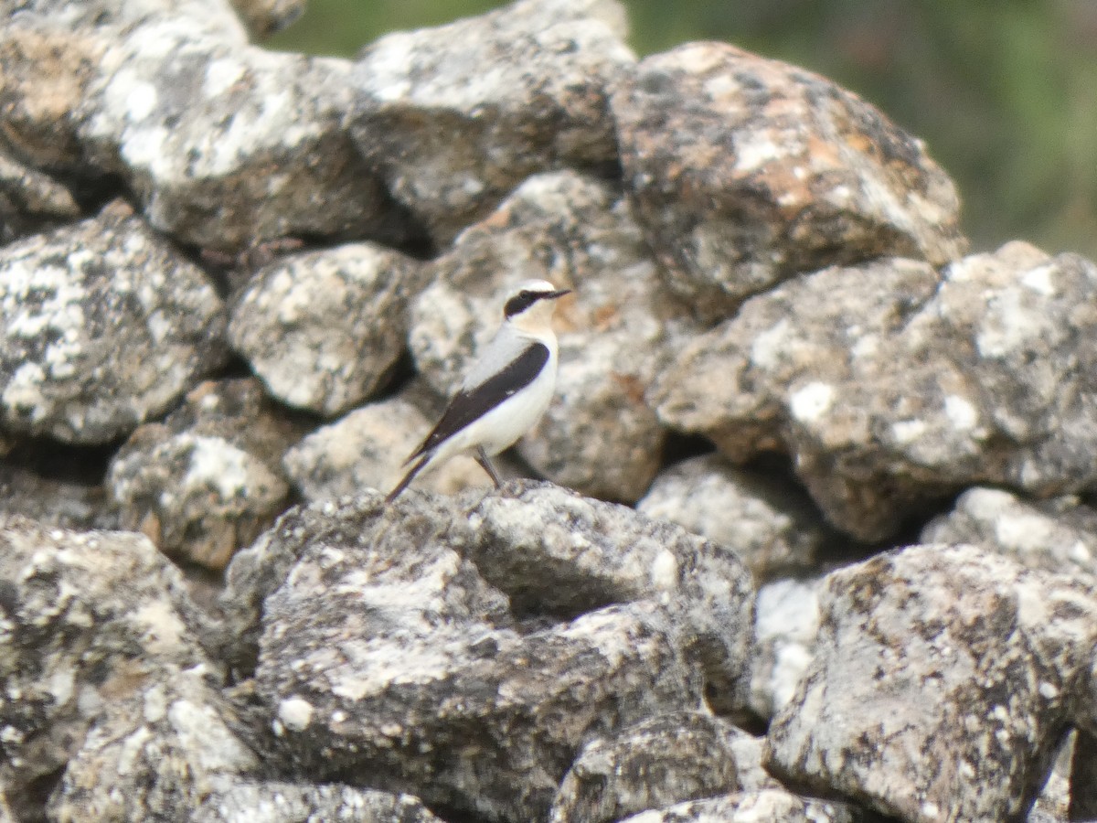 Northern Wheatear - ML346937751