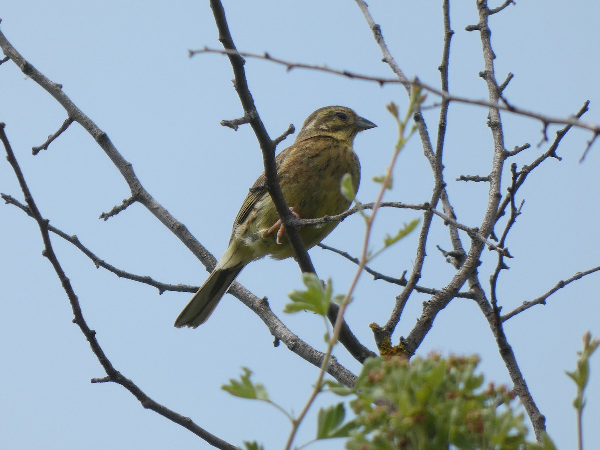 Cirl Bunting - ML346938221