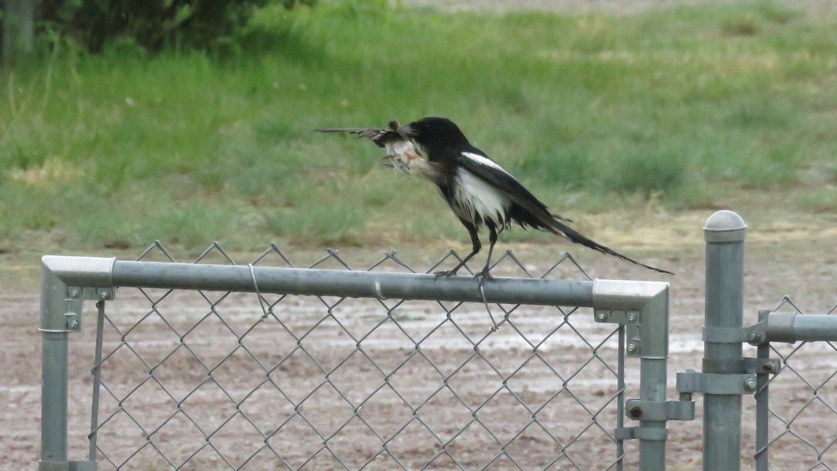 Black-billed Magpie - ML346941111