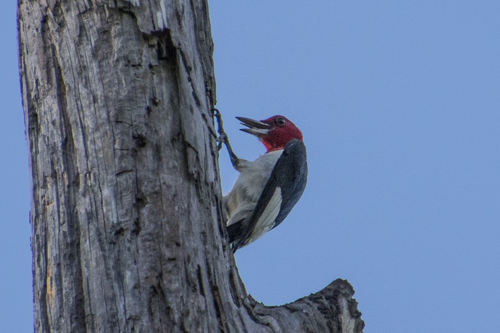 Pic à tête rouge - ML346942291