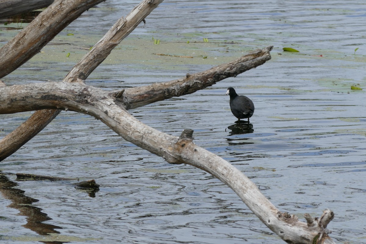 American Coot - ML346942981