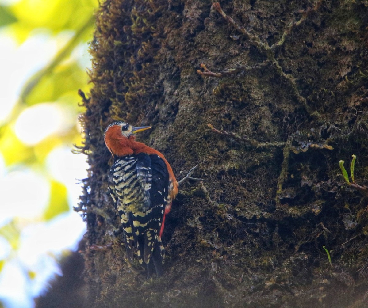 Rufous-bellied Woodpecker - Tamding Chewang