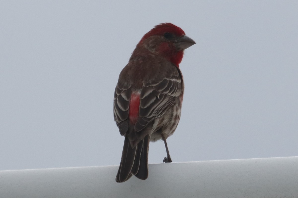 House Finch - ML346946821