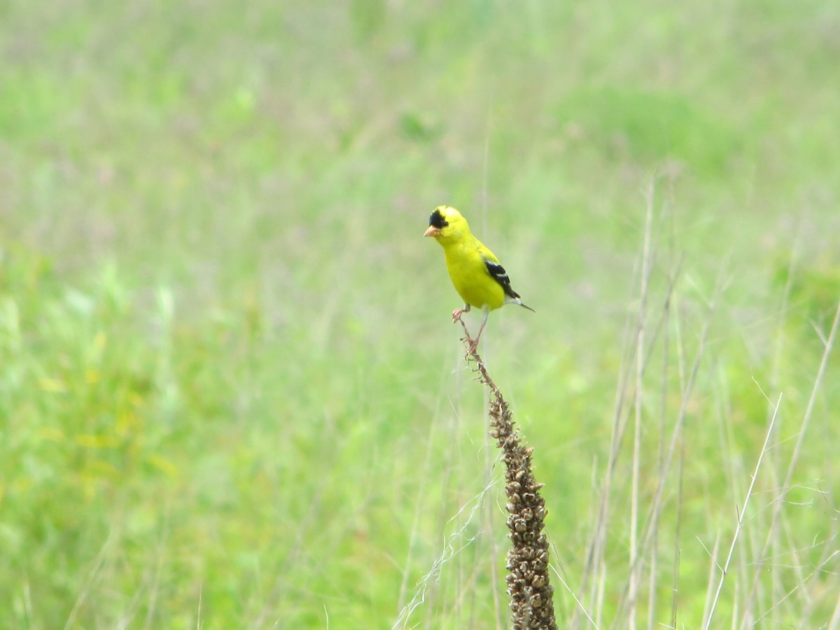 American Goldfinch - ML34694811