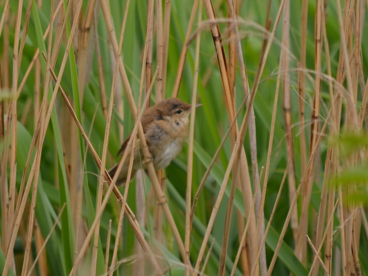 Common Reed Warbler - ML346949891