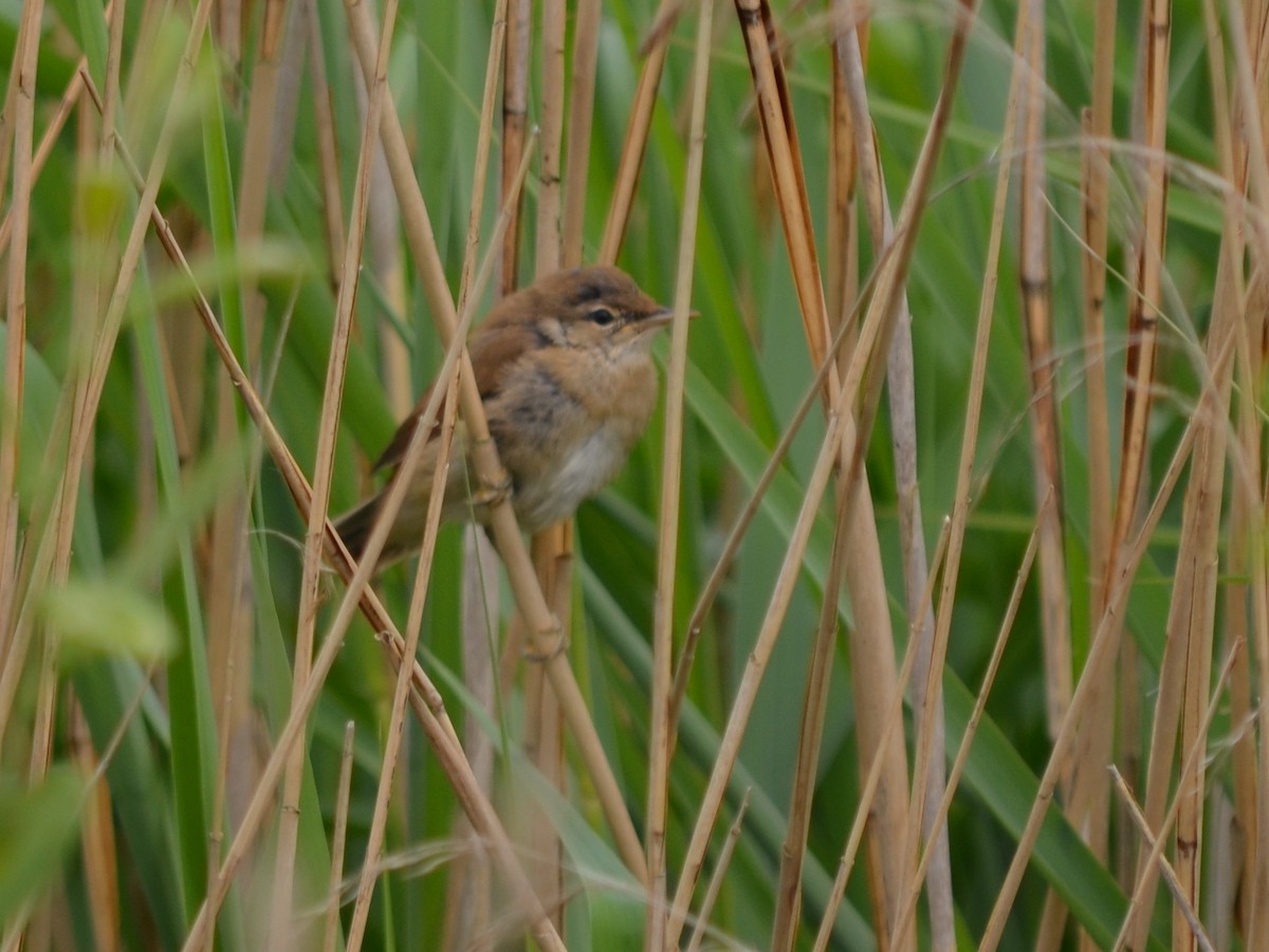 Common Reed Warbler - ML346950021