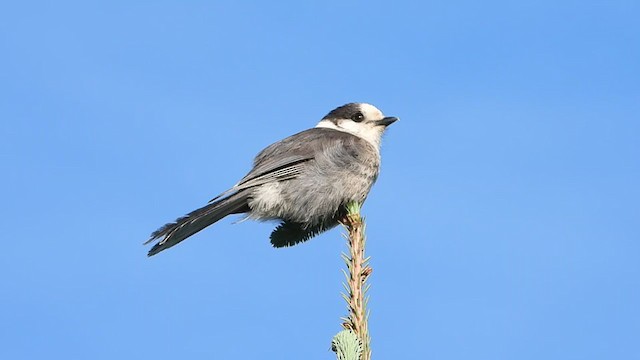 Mésangeai du Canada - ML346953031