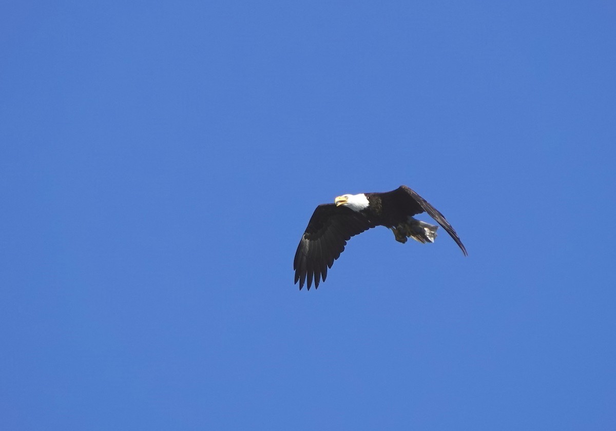 Bald Eagle - ML346953061