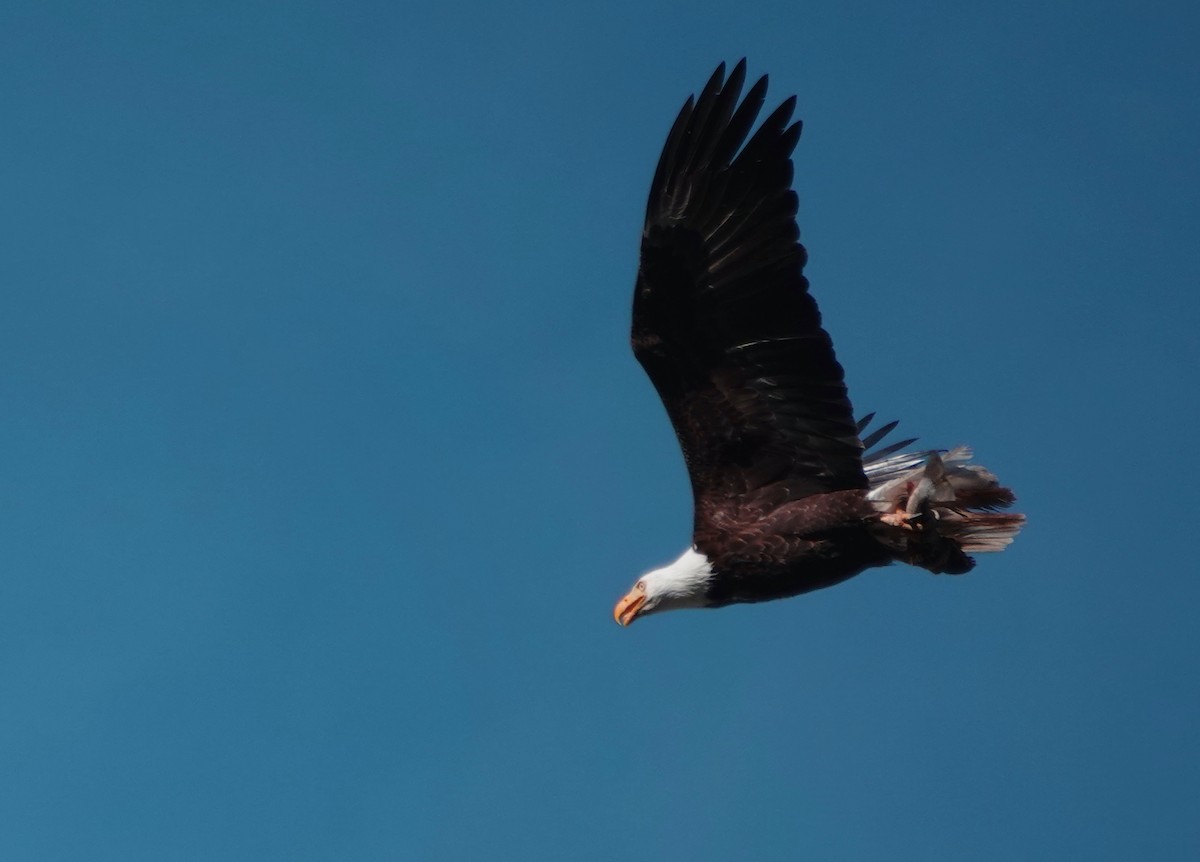 Bald Eagle - ML346953141