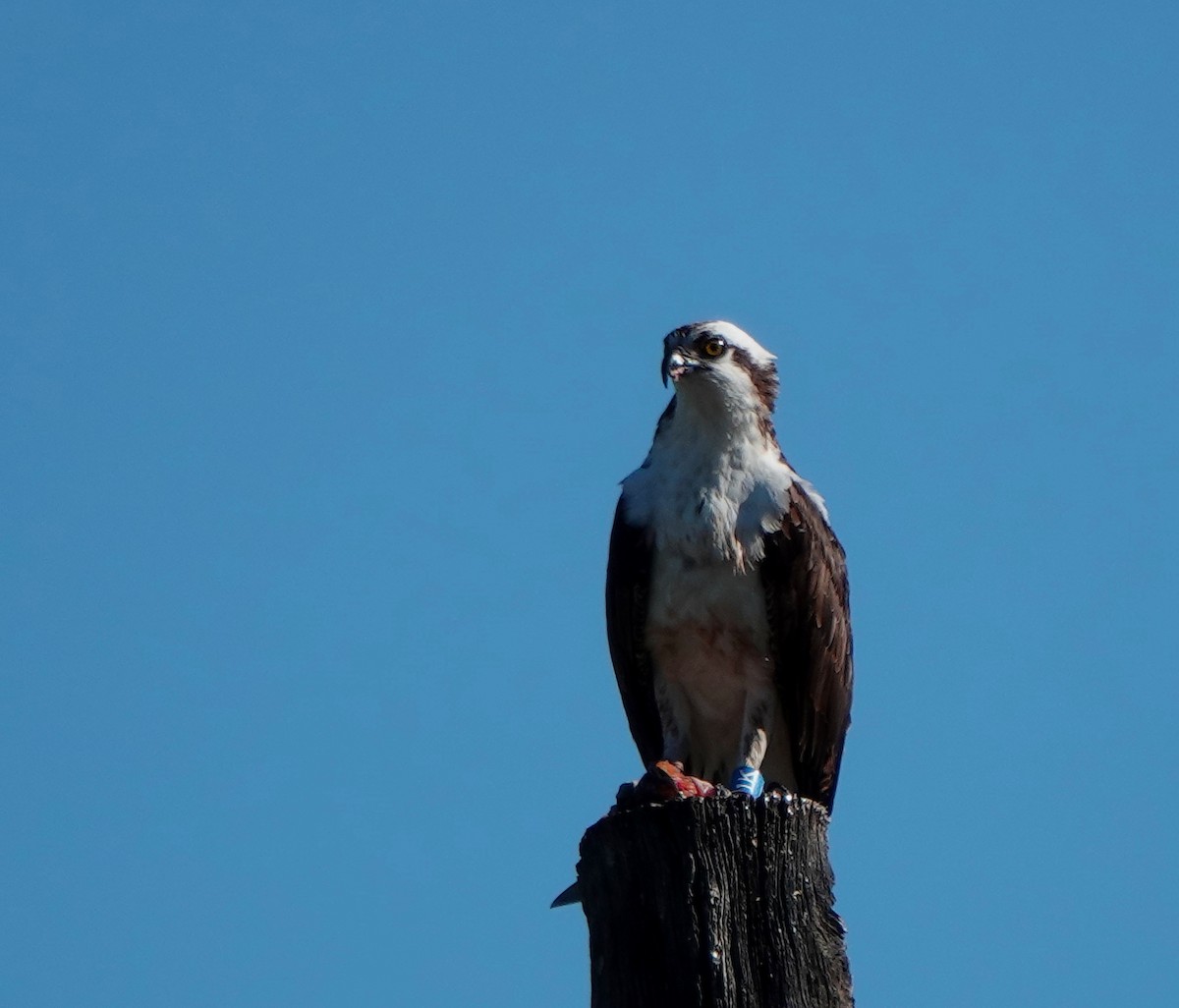 Osprey - ML346953251