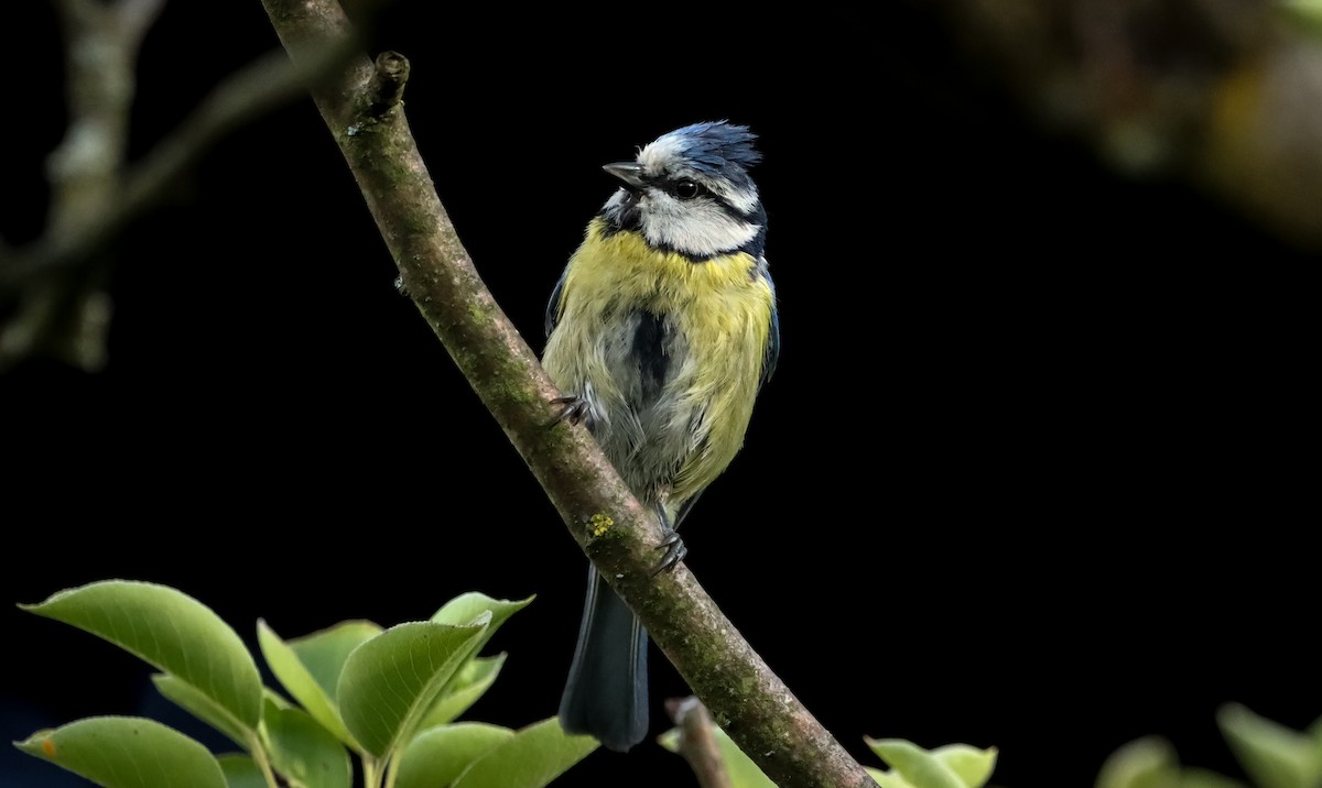 Eurasian Blue Tit - ML346953501