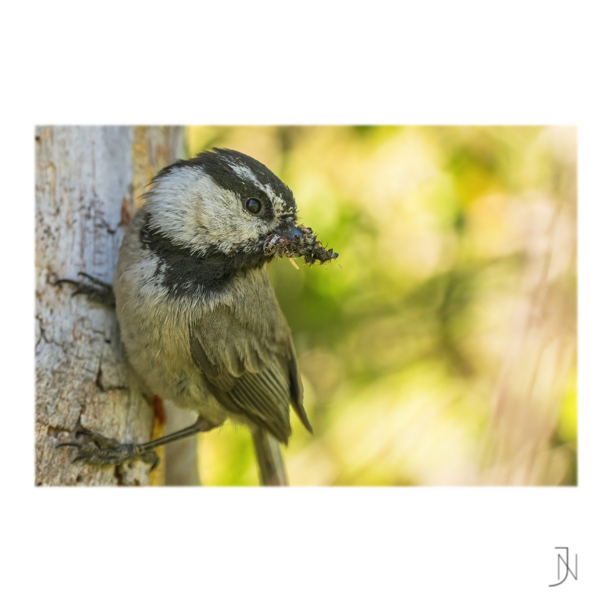 Mountain Chickadee - ML346954221