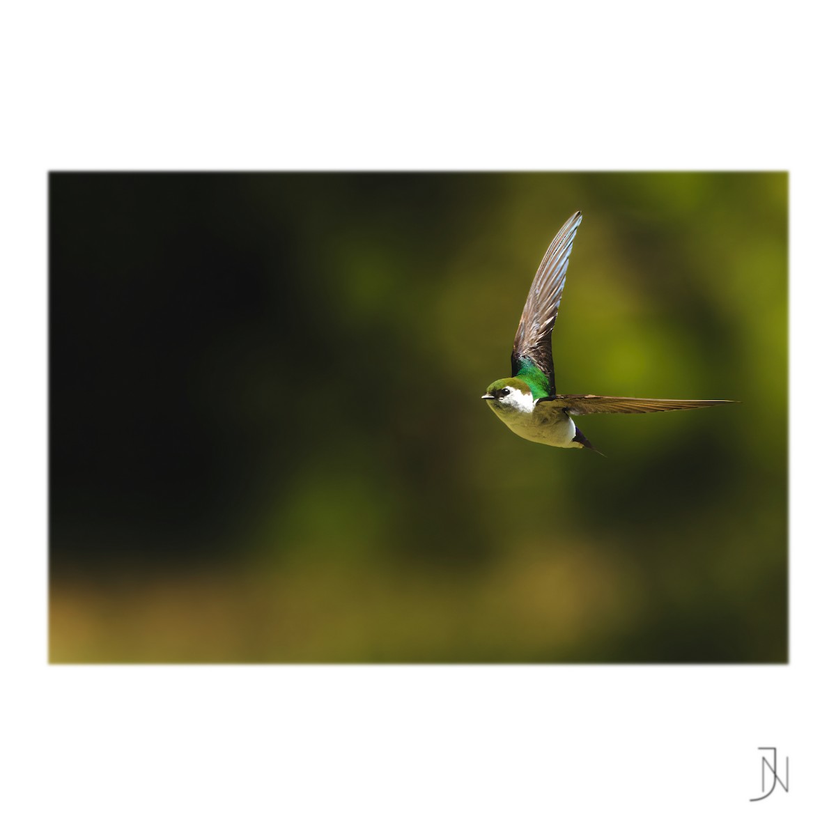 Violet-green Swallow - ML346954481