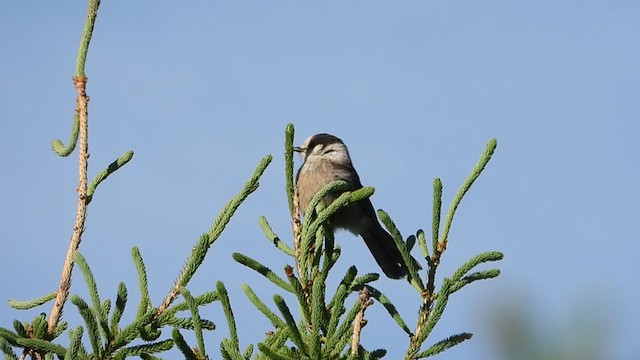 Canada Jay - ML346954631