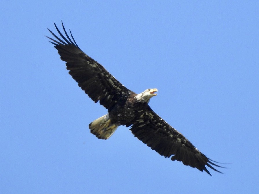 Bald Eagle - John Besser