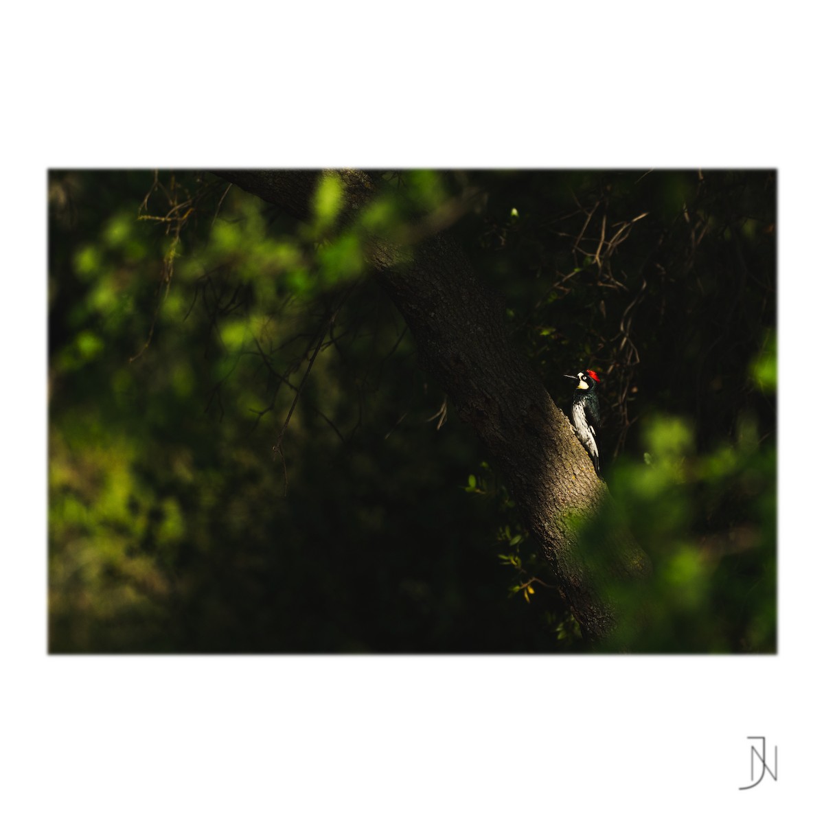Acorn Woodpecker - Jeremy Neipp