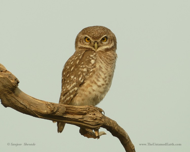 Spotted Owlet - ML346957891