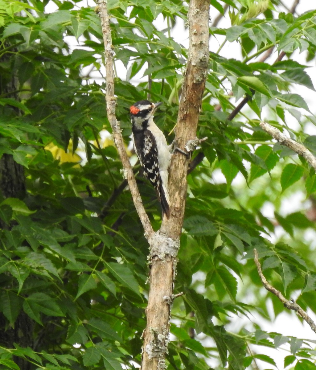 Downy Woodpecker - ML346958121