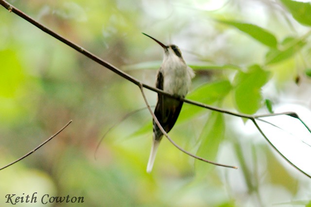 Pale-bellied Hermit - Keith Cowton