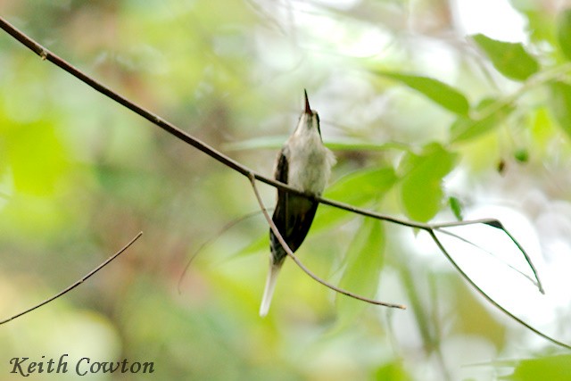 Pale-bellied Hermit - Keith Cowton