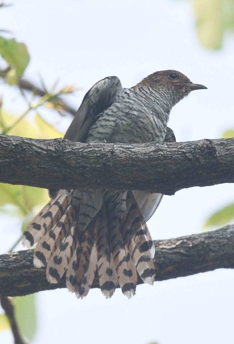 Gray-bellied Cuckoo - ML346960871