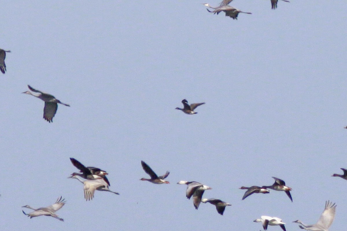 Bernache de Hutchins - ML346961541