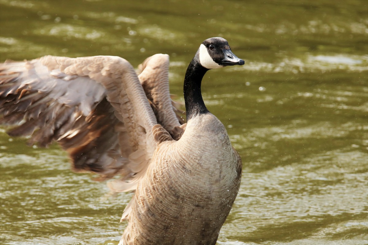 Canada Goose - ML346961871