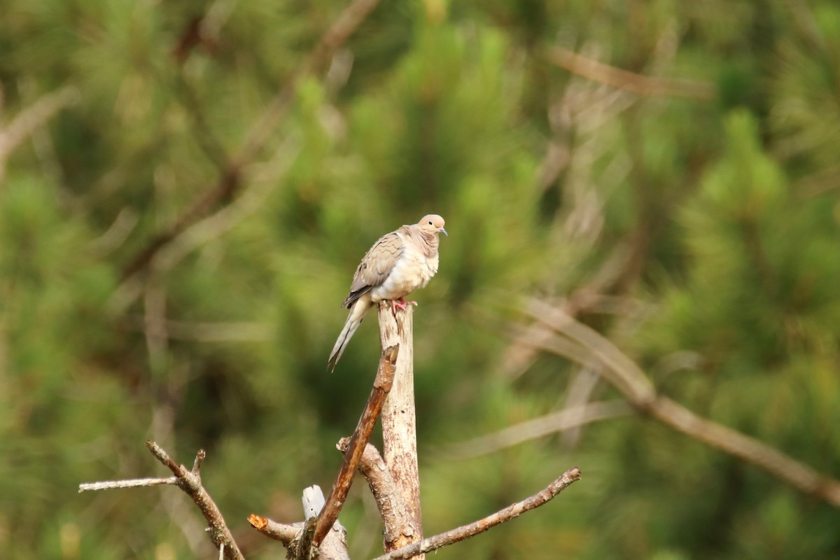 Mourning Dove - ML346961921