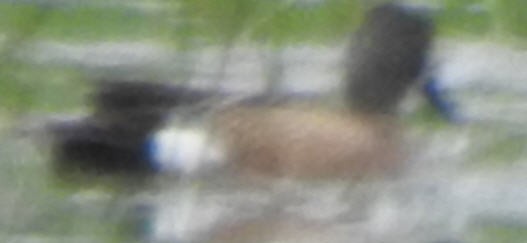 Mavi Kanatlı Ördek - ML346962061