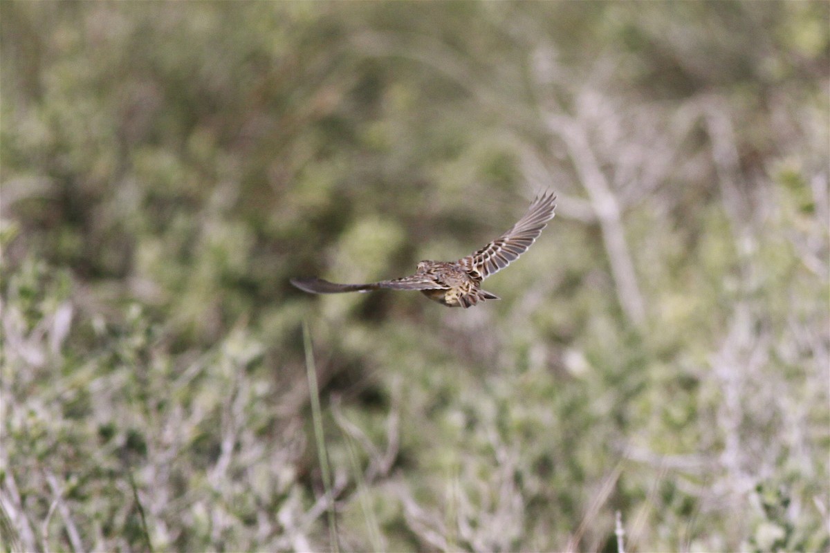 Grasshopper Sparrow - ML346962391