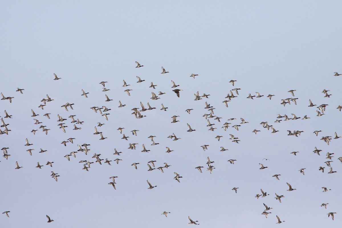 Fuligule à tête rouge - ML346962571