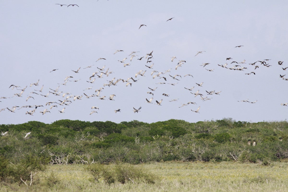 Grue du Canada - ML346962951
