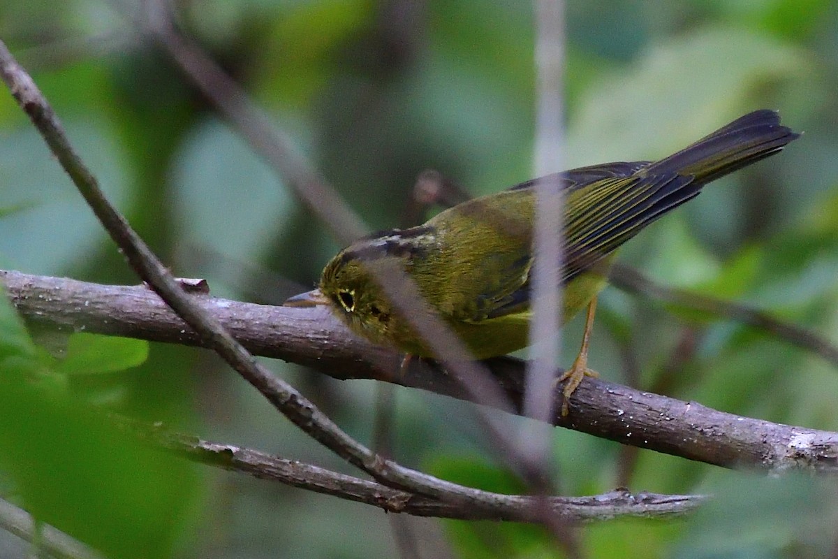 White-spectacled Warbler - ML346963421