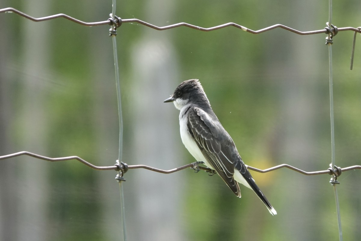 Eastern Kingbird - ML346963541